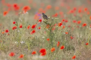 Skylark (Alauda arvensis), adult bird