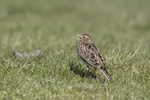 Skylark (Alauda arvensis), adult male
