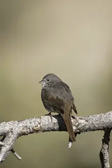 Slate-colored Fox Sparrow (Passerella schistacea canescens) male
