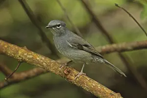 Slate-coloured solitary (Myadestes unicolor)