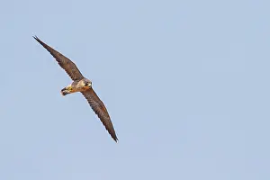 Slaty Falcon, (Falco concolor)