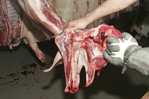 In the slaughterhouse