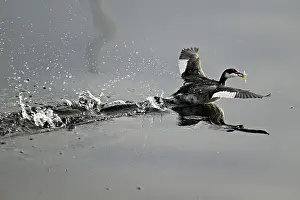Slavonian grebe (Podiceps auritus)