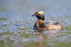 Slavonian grebe (Podiceps auritus) swimming on a lake