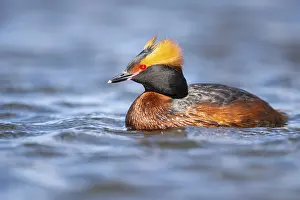Slavonian grebe (Podiceps auritus) swimming on a lake