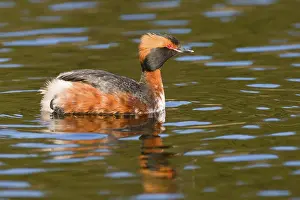Slavonian Grebe (Podiceps auritus) swimming in a marsh lake