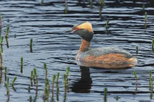 Slavonian grebe (Podiceps auritus) swimming in a pond