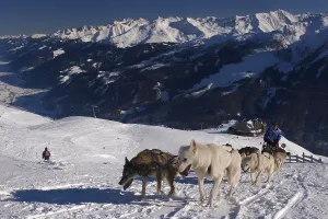 Sled Dog Race at Wildkogel, Longtrail