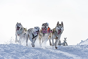 Sled dog racing, sled dog team in winter landscape