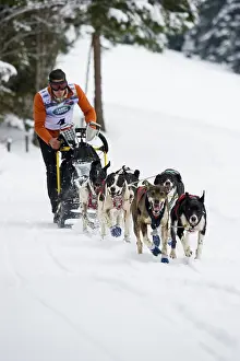 Sled dog racing, Todtmoos, Black Forest