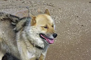 Sled dog in rugged mountain landscape