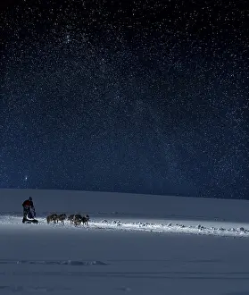 Sled dogs in the starry sky