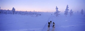Category Scandinavia Prints: Sled with huskies, Lappland