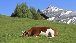Sleeping cow on a green meadow, mountain and hut