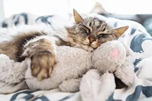 Framed Print : Sleeping fluffy cute gray cat hugging a plush toy bunny
