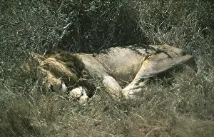 Sleeping lion (Panthera leo), Serengeti