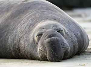 Sleeping Northern Elephant Seal (Mirounga angustirostris)