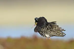 Sleeping ruff (Philomachus pugnax)