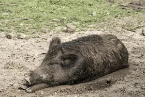 Sleeping wild boar in the sun