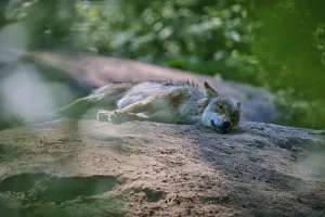 A sleeping wolf lies peacefully on the forest floor