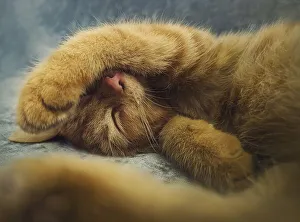 Sleepy orange kitten takes a nap indoors on the sofa