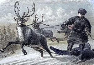 Sleigh ride with reindeer in Lapland