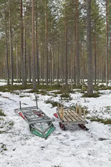 Sleighs for moving harvested tree trunks in forest in spring