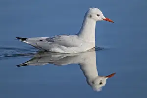 Slender-billed Gull (Chroicocephalus genei) close-up