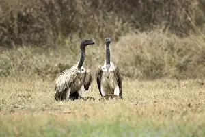 Slender-billed Vulture (Gyps tenuirostris)