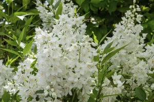 Slender deutzia (Deutzia gracilis) or mayflower bush