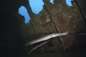 A slender fish, Atlantic cornetfish (Aulostomus strigosus)