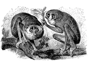 Slender loris (Stenops) gracilis