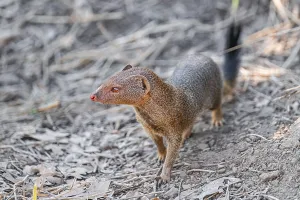 Slender mongoose (Herpestes sanguineus) Kruger National Park