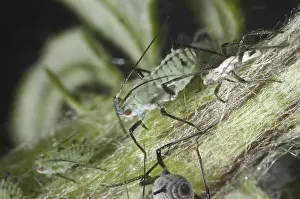 Slender mugwort aphid, Macrosiphoniella oblonga