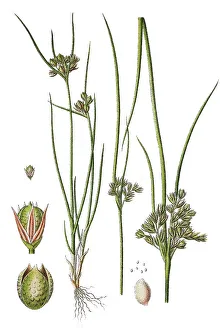 Slender Rush, Path Rush, Field Rush