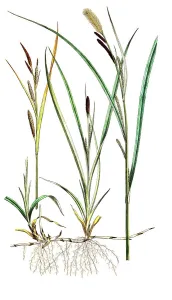 Slender sedge (Carex) acuta, also pointed sedge