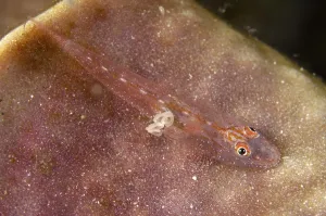 Slender Spongegoby (Phyllogobius platycephalops) adult