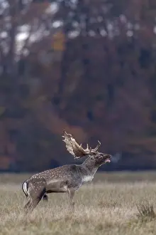 Slight respiratory mist forms in front of the hind's ear of the roaring fallow deer (Dama dama)