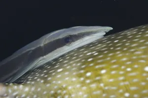 Slim live sharksucker (Echeneis naucrates)