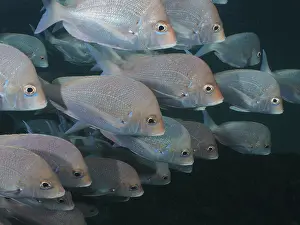 Slinger sea bream (Chrysoblephus puniceus)