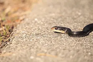 Slithering Crayfish Snake Regina alleni across a marsh in Naples