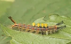 Sloe spinner Orgyia antiqua caterpillar<br> Sloe spinner Orgyia antiqua caterpillar