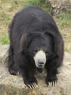 Sloth bear, captive, germany