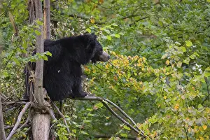A sloth bear (Melursus ursinus) sits high up in a tree in a forest