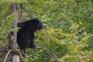 A sloth bear (Melursus ursinus) sits high up in a tree in a forest
