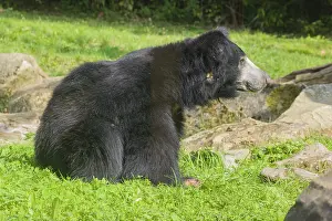 A sloth bear (Melursus ursinus) sits in a meadow with tall grass and stones lying around