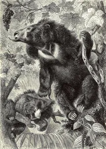 Sloth bear (Melursus ursinus) is a species of carnivore from the bear family
