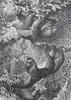Sloth (Bradypus torquatus), 1865