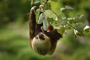 Sloth in nature habitat. Beautiful Hoffman's Two-toed Sloth