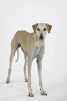 Sloughi, Arabian Greyhound, Slughi